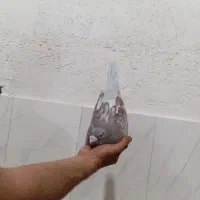 ۴۰۰۰۰۰۰۰|پرنده|زرین دشت (فارس), |دیوار