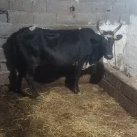 گاو چالوسی .