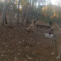 توله سرابی ۹  نرو ماده