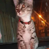 بچه گربه ۴ ماهه
