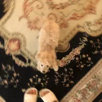 واگزاری سگ شیتزو|سگ|بابل, |دیوار