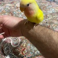 عروس هلندی وکوتوله بریزیلی|پرنده|گلبهار, شهر جدید گلبهار|دیوار