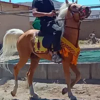 اسب