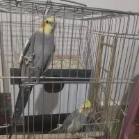 یک جفت عروس هلندی خوشگل