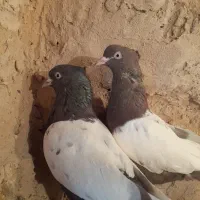 کفتر کبوتر سینه