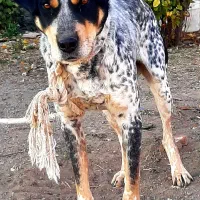 سگ شکاری حرف گوش کن