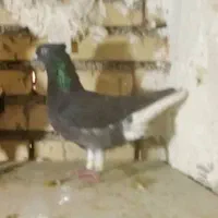 ماده اشعل با ماده طوقی معاوضه با ۶تا جوجه پلاکی