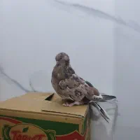 با سلام دوتا ماده سرور و یک نر زاغ آهنی درجه یک|پرنده|پردیس, فاز ۸|دیوار