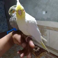 جوجه عروس|پرنده|سراوان, |دیوار