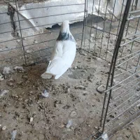 دوتا نر طوقی|پرنده|حمیدیا, |دیوار