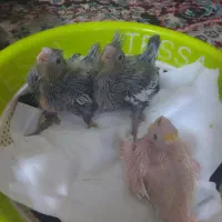 پرنده|پرنده|شوشتر, |دیوار