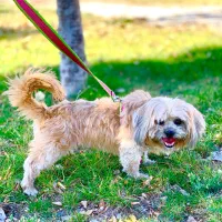 سگ خانگی باهوش