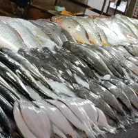 ماهی تازه ، ماهی دریایی ، میگو دریایی ، قزل آلا