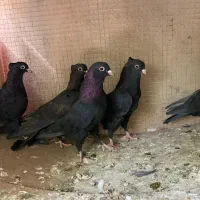 زاغ چشم سیاه و سور