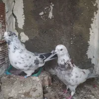 کبوتر پرشی و جوجه کشی|پرنده|سورک, |دیوار