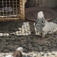 طوقی|پرنده|بم, |دیوار