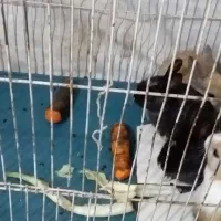 خرگوش|موش و خرگوش|تبریز, |دیوار