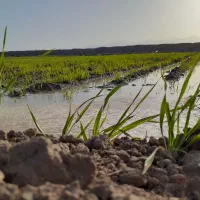 حدود یک هکتارزمین با آب شیرین چاه موتور شوسف