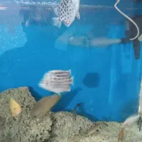 آکواریوم شیشه خم شرکتی ماهیران