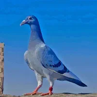 کفتر بوم صید