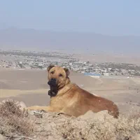 سگ گله