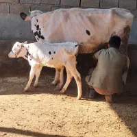 گاو گوساله دار|حیوانات مزرعه|گنبد کاووس, |دیوار