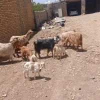 بزه|حیوانات مزرعه|خزل, |دیوار