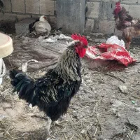 تعدادی مرغ و خروس فرفری
