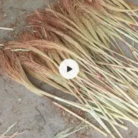 جاروی تکیده شده قرمز نرم (تل)بالای صد خروار
