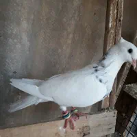 طوق الماسی ماده|پرنده|اهواز, فرهنگ شهر|دیوار