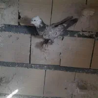 ساده مشهدی کلاغ|پرنده|شاندیز, |دیوار