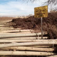 صنوبر سپیدار نیگرا اصل