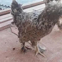 کمپلوی شمالی