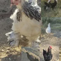 سه مرغ و سه خروس نژاد دار