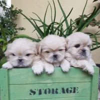 سگ پیکینیز امپریال