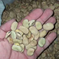 باقالی باقله - باقالا / بذری - پختی / گرگانی|خوردنی و آشامیدنی|هرسین, |دیوار