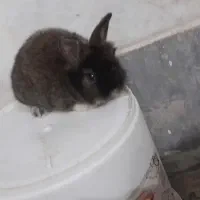 بچه خرگوش لوپ|موش و خرگوش|سبزوار, پاسداران|دیوار