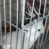 باسلام خدمت دوستان عزیز|پرنده|میناب, |دیوار