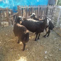 میش وبره
