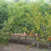 باغ|فروش دفتر صنعتی، کشاورزی، تجاری|اقبالیه, |دیوار