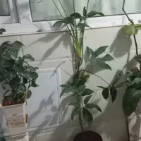 فروش گل|گل و گیاه طبیعی|قروه, |دیوار