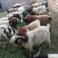 گوسفند زنده