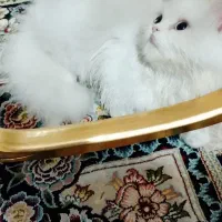 گربه پرشن ۳ماهه چش دو رنگ