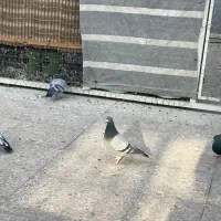 کبوتر|پرنده|فردوسیه, |دیوار