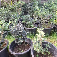 فروش گل و گیاه فوتونیا یاس شمشاد|گل و گیاه طبیعی|کلاچای, |دیوار