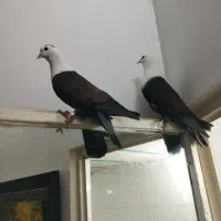 کلاغ آتیشی وپرستویی سرخ