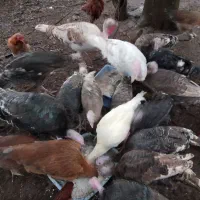 فروش بوقلمون محلی|حیوانات مزرعه|رشت, حومه رشت|دیوار