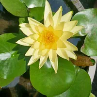 فروش نیلوفر آبی و گیاهان آبزی|گل و گیاه طبیعی|رامسر, |دیوار