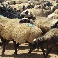 فروش میش داشتی