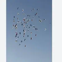 انواع کبوتر